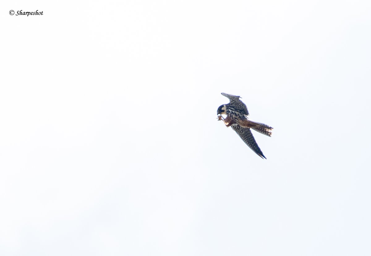 David Sharpe (@davidsharpe007) on Twitter photo Visit to <a href="/RSPBMiddleton/">RSPB Middleton Lakes</a> today in glorious sunshine. 8 hobbies over the wetland was amazing to see and the rare visitor being the temminck's stint. 50 species in total. <a href="/Natures_Voice/">RSPB</a> <a href="/BirdGuides/">BirdGuides</a> <a href="/MercianBirding/">Mercian Birding</a> <a href="/WarksBirds/">Warwickshire Birding</a> #birds #birdwatching #birding #BirdsSeenIn2025 #nikon Visit to <a href="/RSPBMiddleton/">RSPB Middleton Lakes</a> today in glorious sunshine. 8 hobbies over the wetland was amazing to see and the rare visitor being the temminck's stint. 50 species in total. <a href="/Natures_Voice/">RSPB</a> <a href="/BirdGuides/">BirdGuides</a> <a href="/MercianBirding/">Mercian Birding</a> <a href="/WarksBirds/">Warwickshire Birding</a> #birds #birdwatching #birding #BirdsSeenIn2025 #nikon