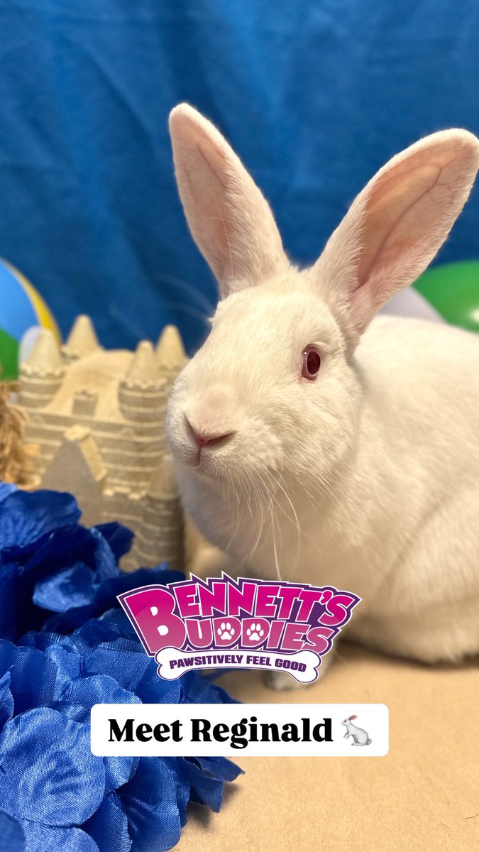 The NEW 96.5 (@new965philly) on Twitter photo Everybody can be <a href="/BennettOnAir/">Michael Bennett</a>’s buddy…even a bunny! 🐇 This week on #BennettsBuddies with the <a href="/PSPCA/">Pennsylvania SPCA</a>, meet Reginald 💛
Reginald is a distinguished gentleman with a soft heart and a curious spirit. Hop over to the PSPCA from 12-6:30 PM to meet him 🥰
📲 audacy.com/new965philly/l… Everybody can be <a href="/BennettOnAir/">Michael Bennett</a>’s buddy…even a bunny! 🐇 This week on #BennettsBuddies with the <a href="/PSPCA/">Pennsylvania SPCA</a>, meet Reginald 💛
Reginald is a distinguished gentleman with a soft heart and a curious spirit. Hop over to the PSPCA from 12-6:30 PM to meet him 🥰
📲 audacy.com/new965philly/l…