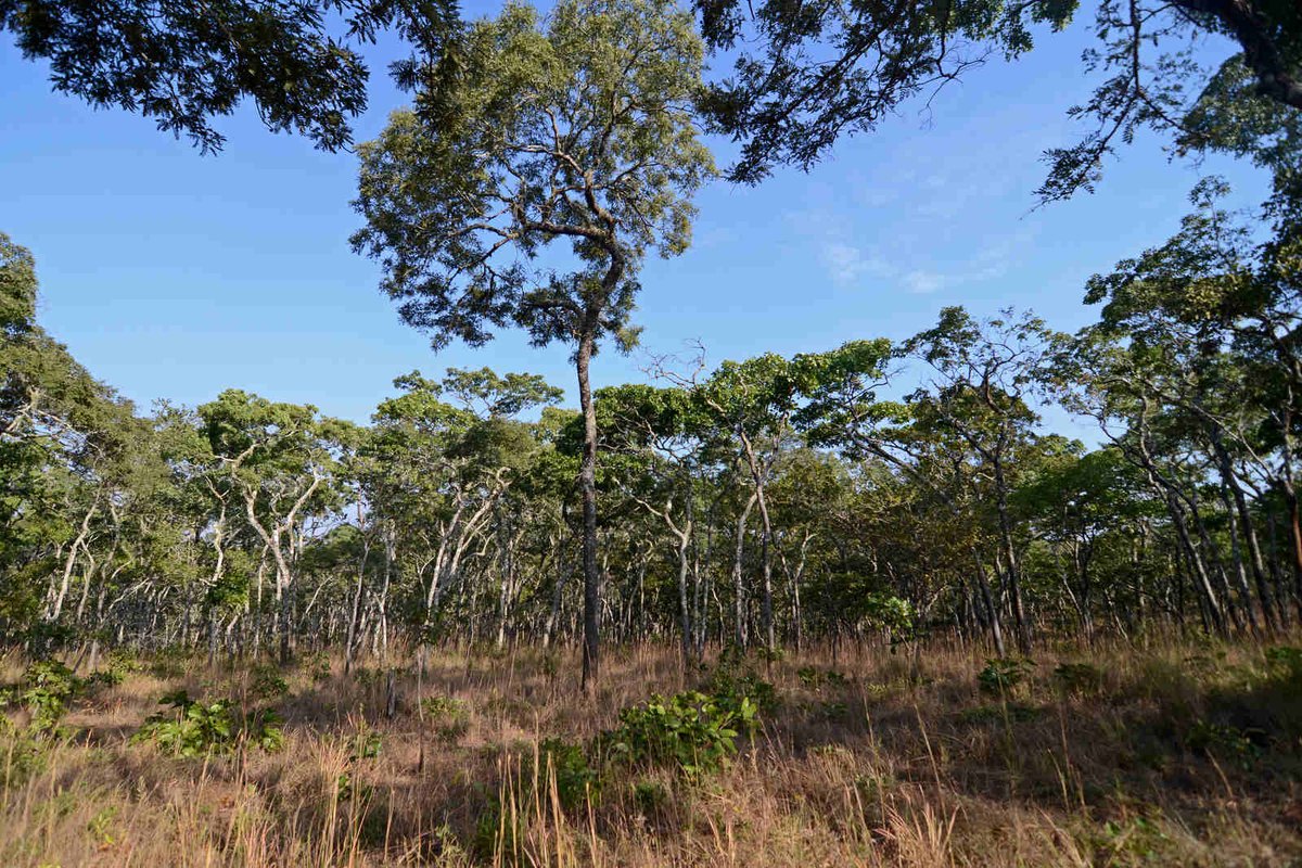 🇿🇼 Today in Harare, the official launch of two cross-border projects between Zimbabwe and 🇲🇿 Mozambique, funded by 🇮🇹 Italy!

Find out more 👉 shorturl.at/cMP2y