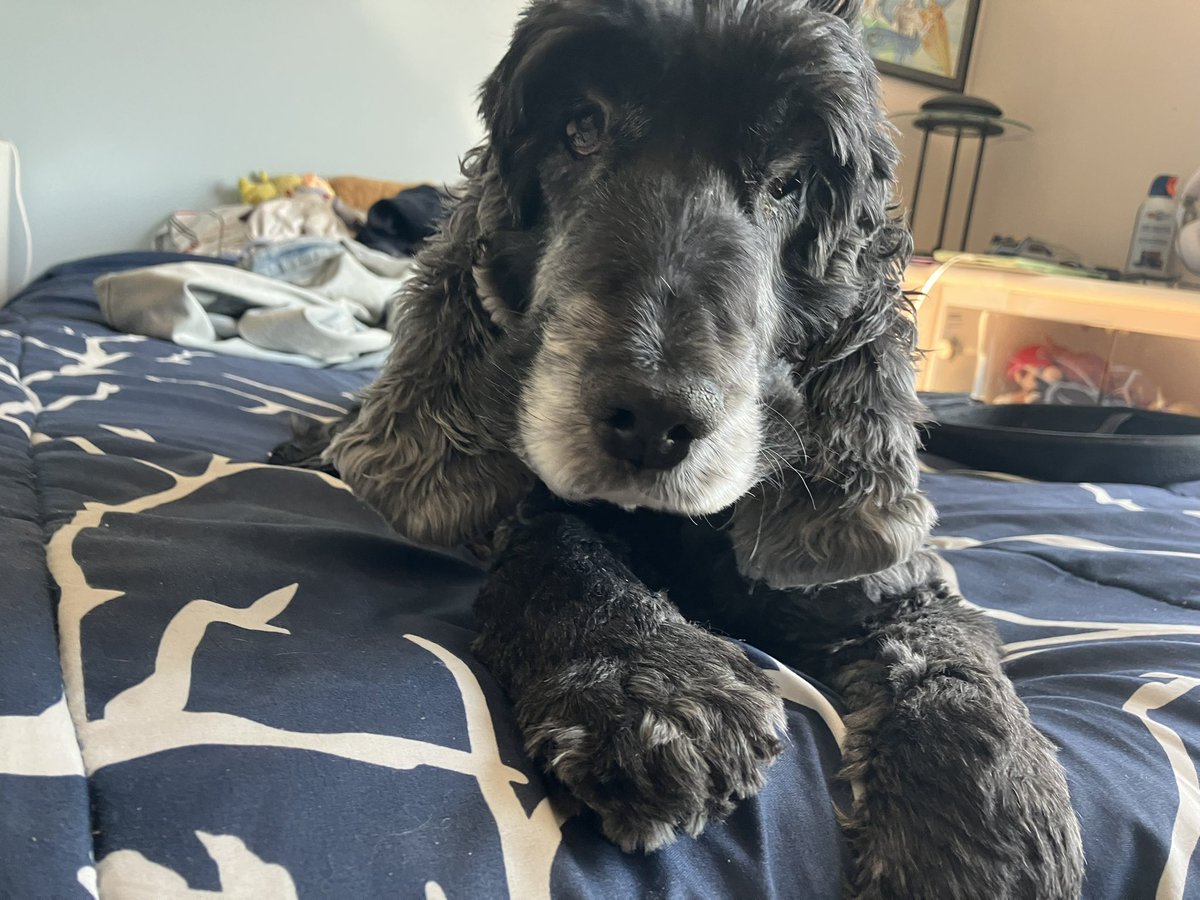 alexiogrenier's tweet photo. They don’t live long, let them lay on your bed. ❤️ #Doggo #Pet #Animals #Cute #Cocker #EnglishCocker #Dog #DogLove #Adorable #GoodBoy https://t.co/KN0mWairtQ