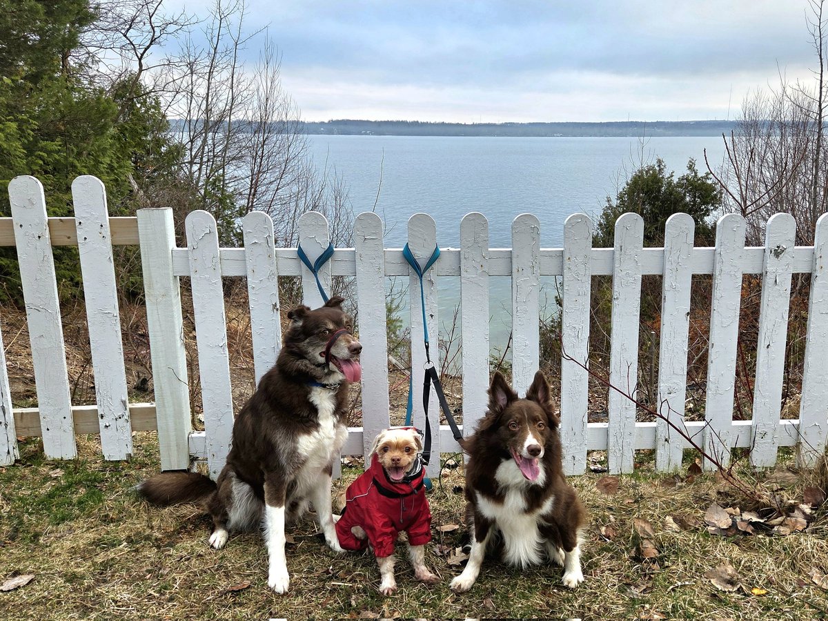 AgilitywAmanda's tweet image. I don&apos;t think any of them wanted to pause our walk for a quick photo 😂

#adventuredogs #lifewithdogs #walkingdogs #happydogs
