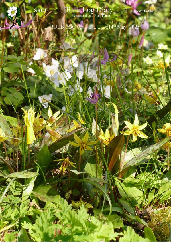ScottishRockGC's tweet image. No surprises that Erythronium are the dominant plant and feature this month along with a few others in the #BulbLog. 
srgc.net/documents/bulb…