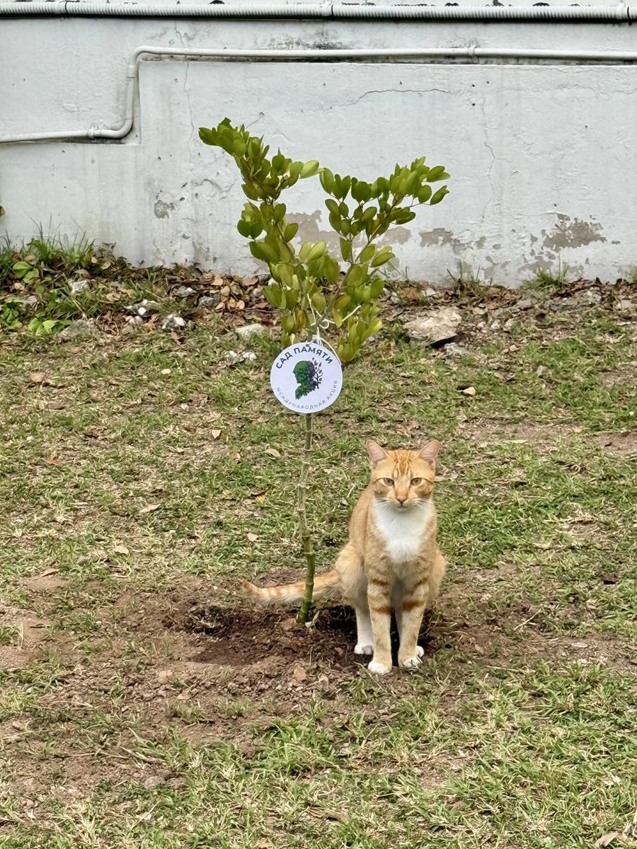 RussiaJamaica's tweet image. 🇷🇺 As part of the Embassy's activities in commemoration of the 80th anniversary of the Victory, the employees of the diplomatic mission and their family members joined the participation in the global initiative "Garden of Remembrance".
🏵 The national flower (tree) of Jamaica…