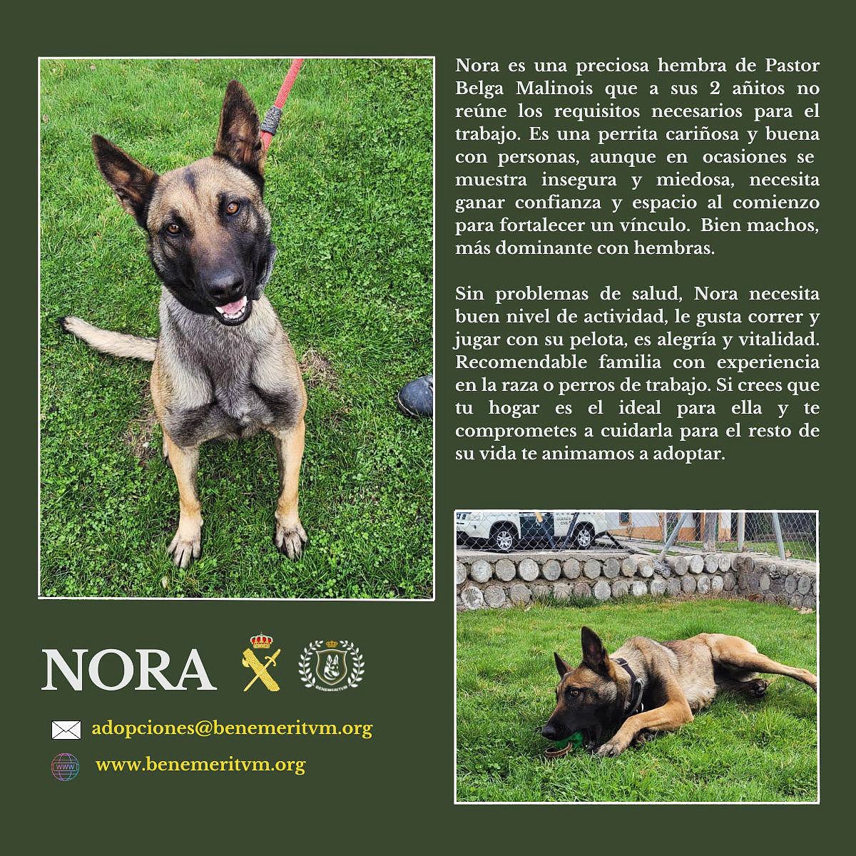 🔸 𝐍𝐎𝐑𝐀 𝐄𝐍 𝐀𝐃𝐎𝐏𝐂𝐈𝐎́𝐍🔸
🔎 benemeritvm.org/services/nora/
✉️ adopciones@benemeritvm.org
<a href="/guardiacivil/">Guardia Civil</a> #ServicioCinológico