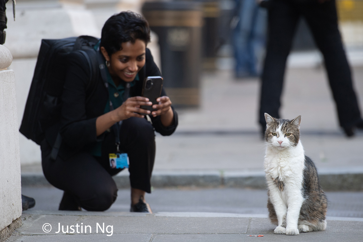 this moning's visit from <a href="/Number10cat/">Larry the Cat</a> involved a few admirers.