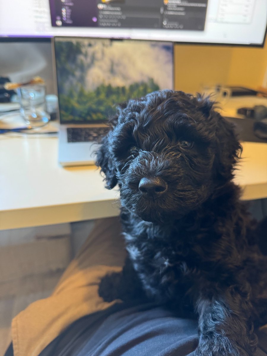 Eelco Wiersma (@eelcodotdev) on Twitter photo Meet our latest team member, Coco π Meet our latest team member, Coco π