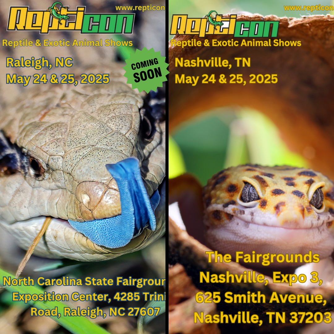 🦎 Repticon is headed to Raleigh and Nashville soon!
Don't miss your chance to see amazing reptiles, exotics &amp; more 🐍🕷️🦜
🎟️ Grab your tickets now at repticon.com/tickets
#Repticon #Raleigh #Nashville #ReptileShow