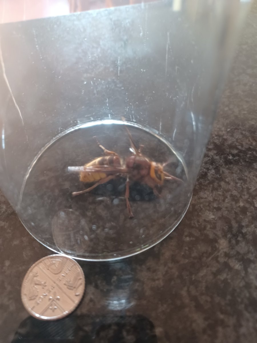 Emma Hamerπ΄σ §σ ’σ ·σ ¬σ ³σ Ώπ¬π§ππ±πππΎπ₯ππ (@emmahamer2) on Twitter photo Is this an Asian hornet? Getting on for 2 inches long and making a ferocious buzzing. Am I supposed to post the sighting somewhere?ππ Is this an Asian hornet? Getting on for 2 inches long and making a ferocious buzzing. Am I supposed to post the sighting somewhere?ππ