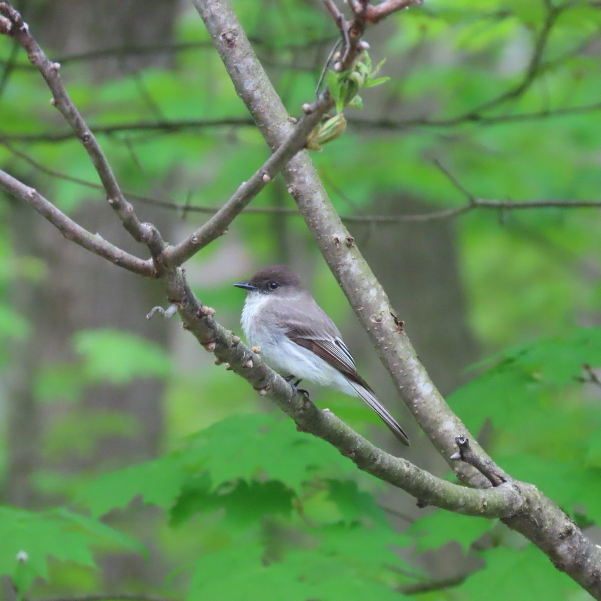 Welcome back to Charleston Lake! For our first #WildlifeWednesday, meet the Eastern Phoebe, one of the first birds to return each spring!

This insect-catching songbird is often seen bobbing its tail and has even nested near our Discovery Centre in recent years.