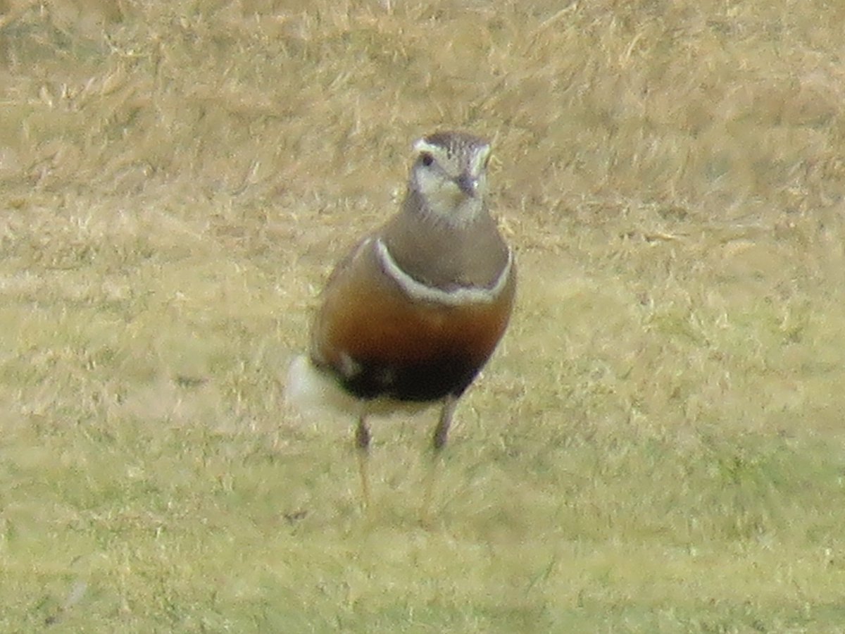 Dotterel used to be a far more regular passage migrant than they are today.  So these five at North Gare Golf Course were most welcome.