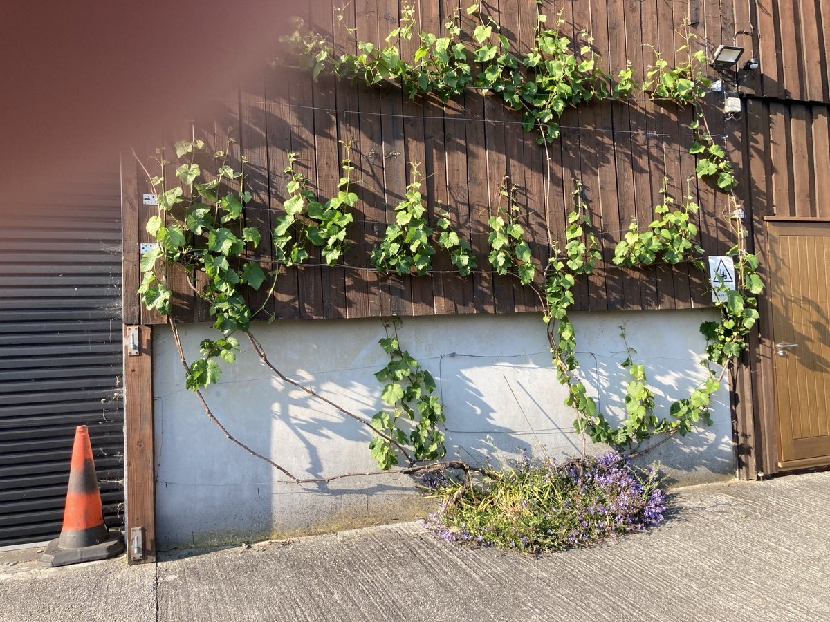 Winery wall looking good.