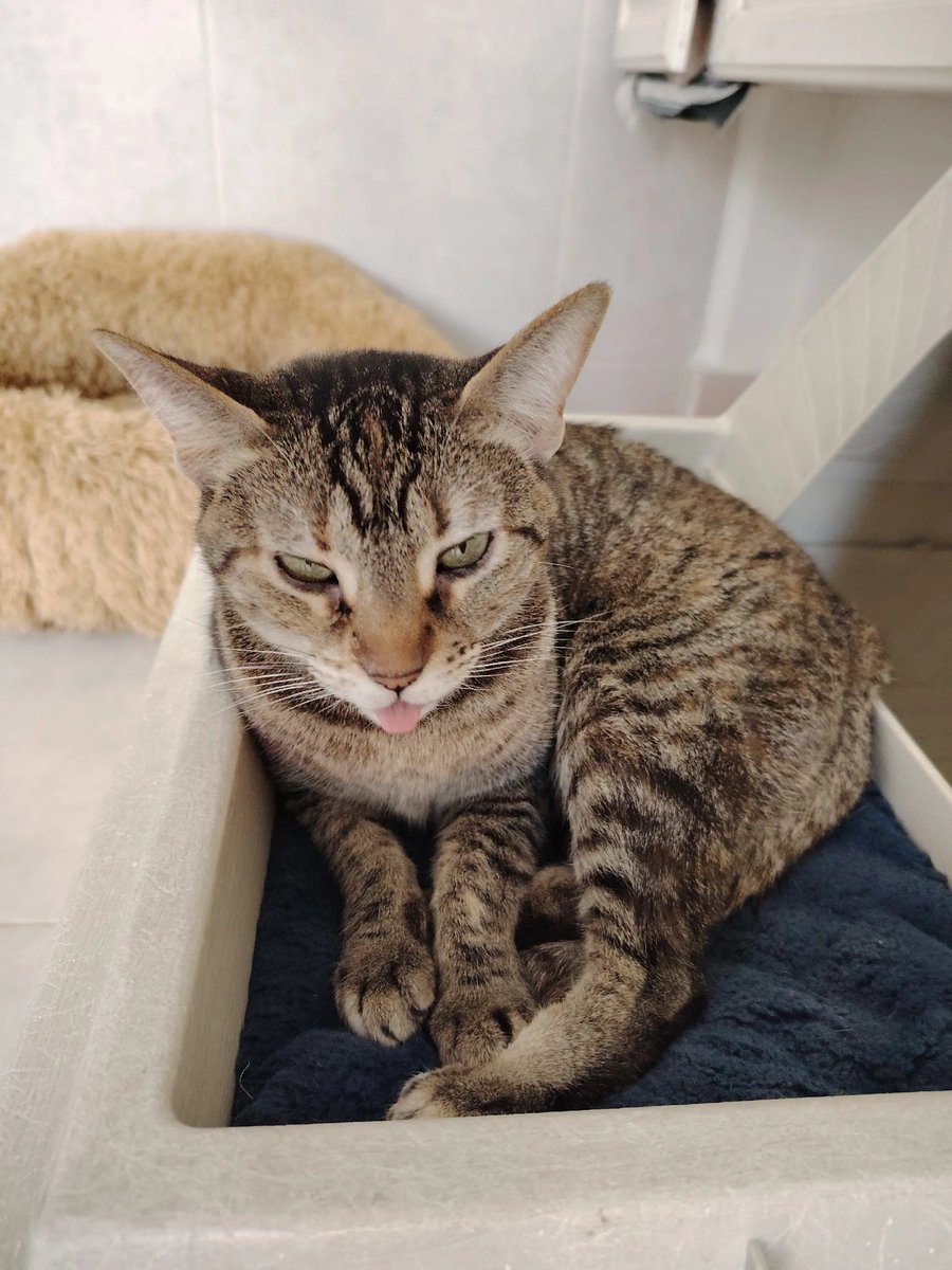 #adopciones 🐱CHIHIRO -3 años, muy sociable, super cariñosa, tranquila, una excelente compañía. Le encantan las caricias.
⚡️Súper poder: Convencimiento (para que la apapaches)
☎️5566783139

 #adoptaungato #michis #gatosenadopcion #mascotas  #petlovers #catlover