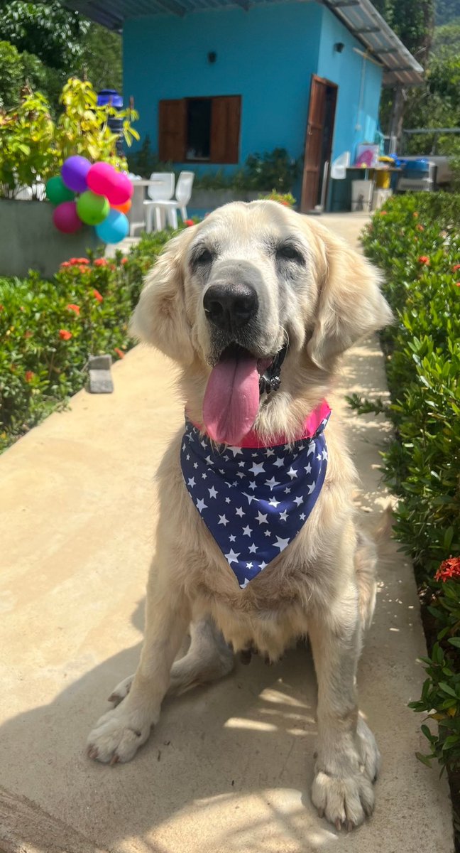 You can get the book here. Still trying to get it up charts around the world…

lnk.to/TinaTheDogWhoC…

Every penny I make from it goes to the dogs 🥰🙏