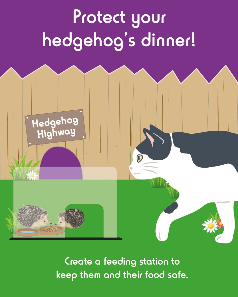 Are other animals nibbling away at your hedgehog's food? Create a special feeding station to ensure only your spiky friends get their meal, keeping cats and foxes at bay. 🦔🍽️
