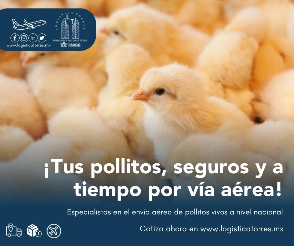 LogisticaTorres's tweet photo. Especialistas en el envío aéreo de pollitos vivos a nivel nacional.
Contáctanos para más información y reserva de tu envío.
Llámanos al: 5557564005 Opción Ventas
Sitio web: https://t.co/eT1PkkaBtd
.
#EnvíoDePollitos #TransporteAéreo #AnimalesVivos #PollitosVíaAérea #EntregaSegura https://t.co/mlId19ZtH0