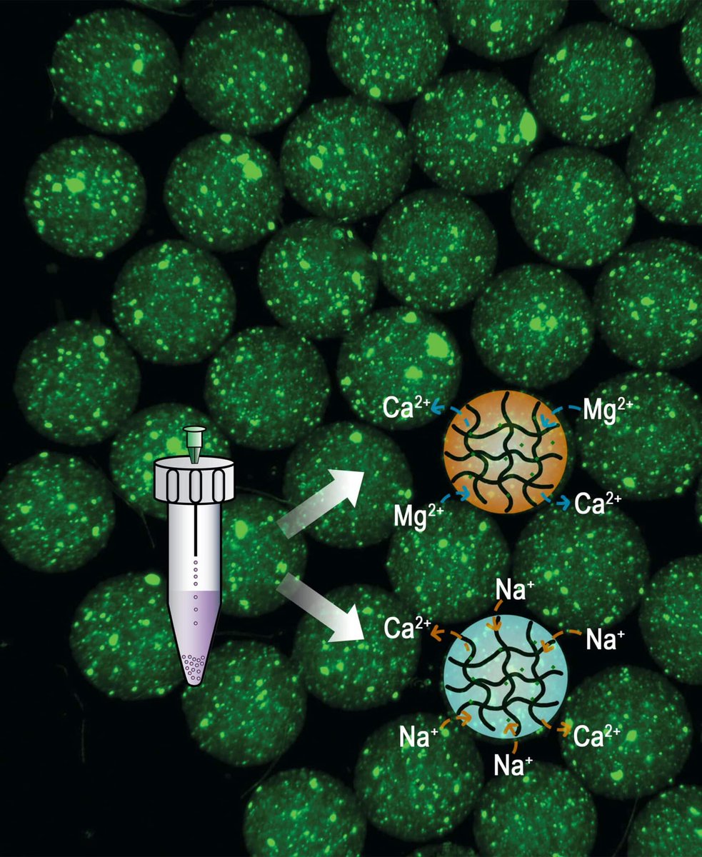 Michigan Chemical Engineering (@umichche) on Twitter photo The <a href="/Albert_T_Liu/">Albert T. Liu</a> lab has developed a more accessible method for creating injectable microgels, enabling precise, programmable drug release without specialized equipment.
Read more: michiganche.info/4jXOeTH The <a href="/Albert_T_Liu/">Albert T. Liu</a> lab has developed a more accessible method for creating injectable microgels, enabling precise, programmable drug release without specialized equipment.
Read more: michiganche.info/4jXOeTH