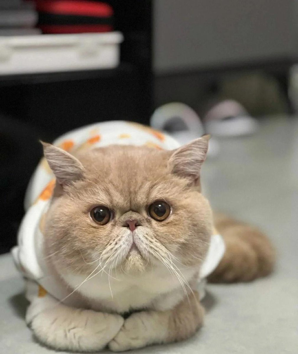 maplesiuya's tweet photo. This is a purebred coffee cat I have raised for 8 years. https://t.co/W4hmhpRvqc
