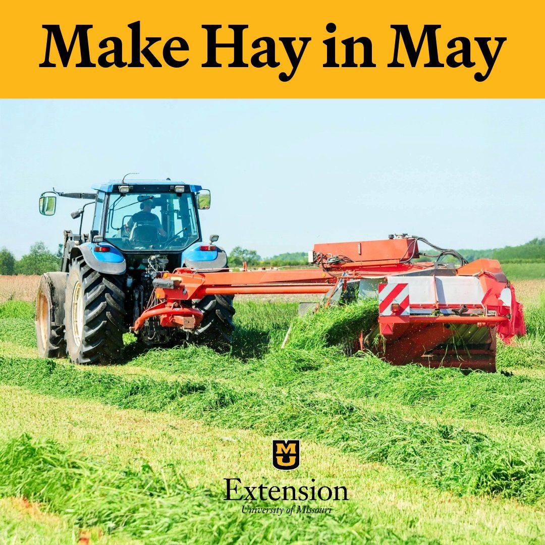 🌾 Cut hay in May for top quality! Early harvest boosts nutrition, regrowth &amp; weed control. Store it dry &amp; off the ground. 

More details: brnw.ch/21wSEy7

#HaySeason #ExtendMU #ForageManagement #FarmSmart #MissouriAg #2xAg2030