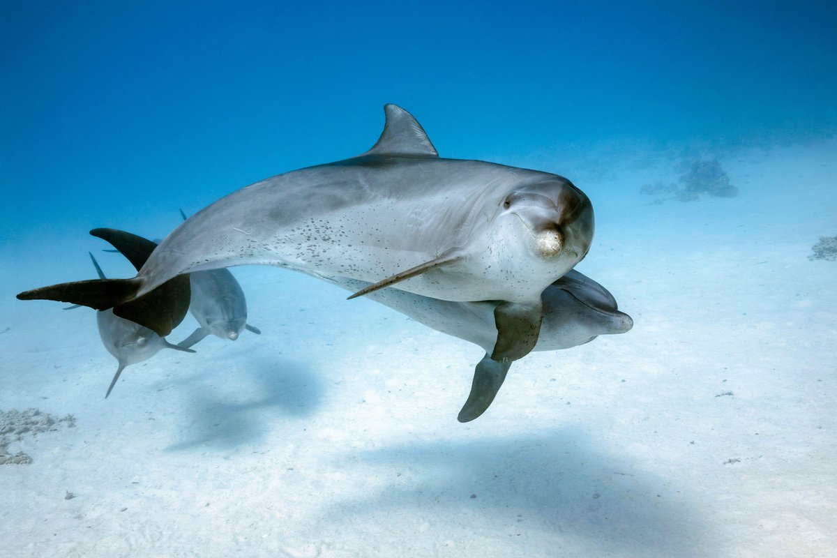 Atlantic Coast Fisheries News for the weeks of May 5th &amp; 12th: ASMFC Spring Meeting press releases, ACCSP releases FY2026 Request for Proposals, and scientists listen in on incredulous whistling dolphins! Read the newsletter here:
conta.cc/43t7zWS
