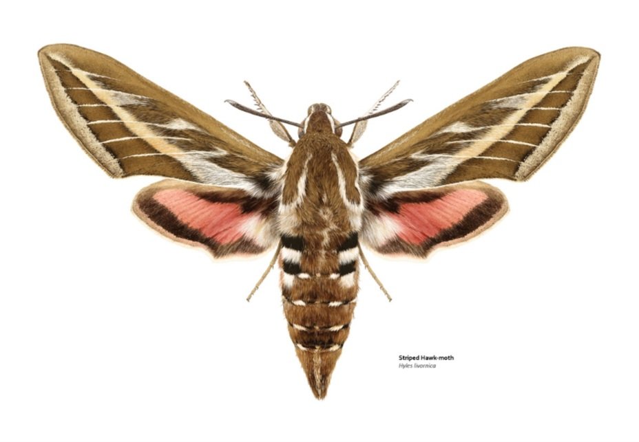 VelcroCow2's tweet image. Here&apos;s my drawing of a Striped Hawkmoth (Hyles livornica) for #MothMay