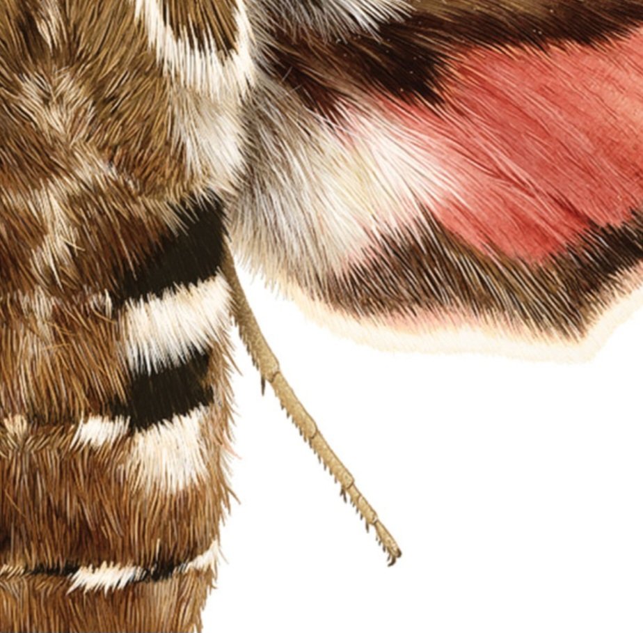 VelcroCow2's tweet image. Here&apos;s my drawing of a Striped Hawkmoth (Hyles livornica) for #MothMay
