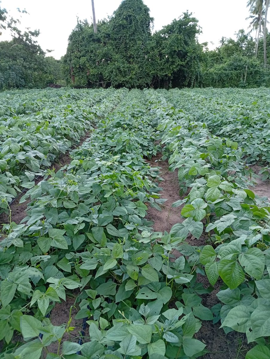 MagreenMorganic's tweet photo. We plant legumes like #greengrams &amp; #cowpeas as #covercrops on our farm. We use this to fix nitrogen in the soil, cover &amp; maintain moisture in the soil, and as #greenmanure before new planting. #soilhealth #growsoil https://t.co/VUTxoOgaSc