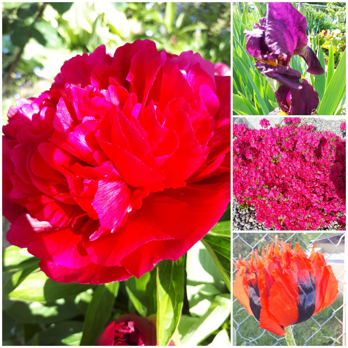 Frühlingsgrüsse aus dem Garten in blau-violetten und roten Farbtönen.