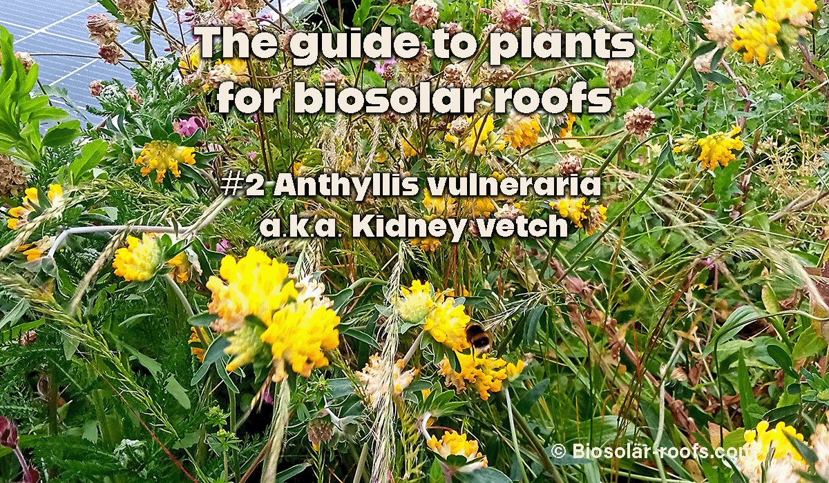 Kidney vetch is a perennial plant with yellow flowers. Likes well-drain substrates, so suits living roofs. Popular with pollinators, e.g. Wool carder bee and Small Blue Butterfly. 
biosolar-roofs.com/plants-for-bio…
#biosolar #biosolarroofs #biodiversity