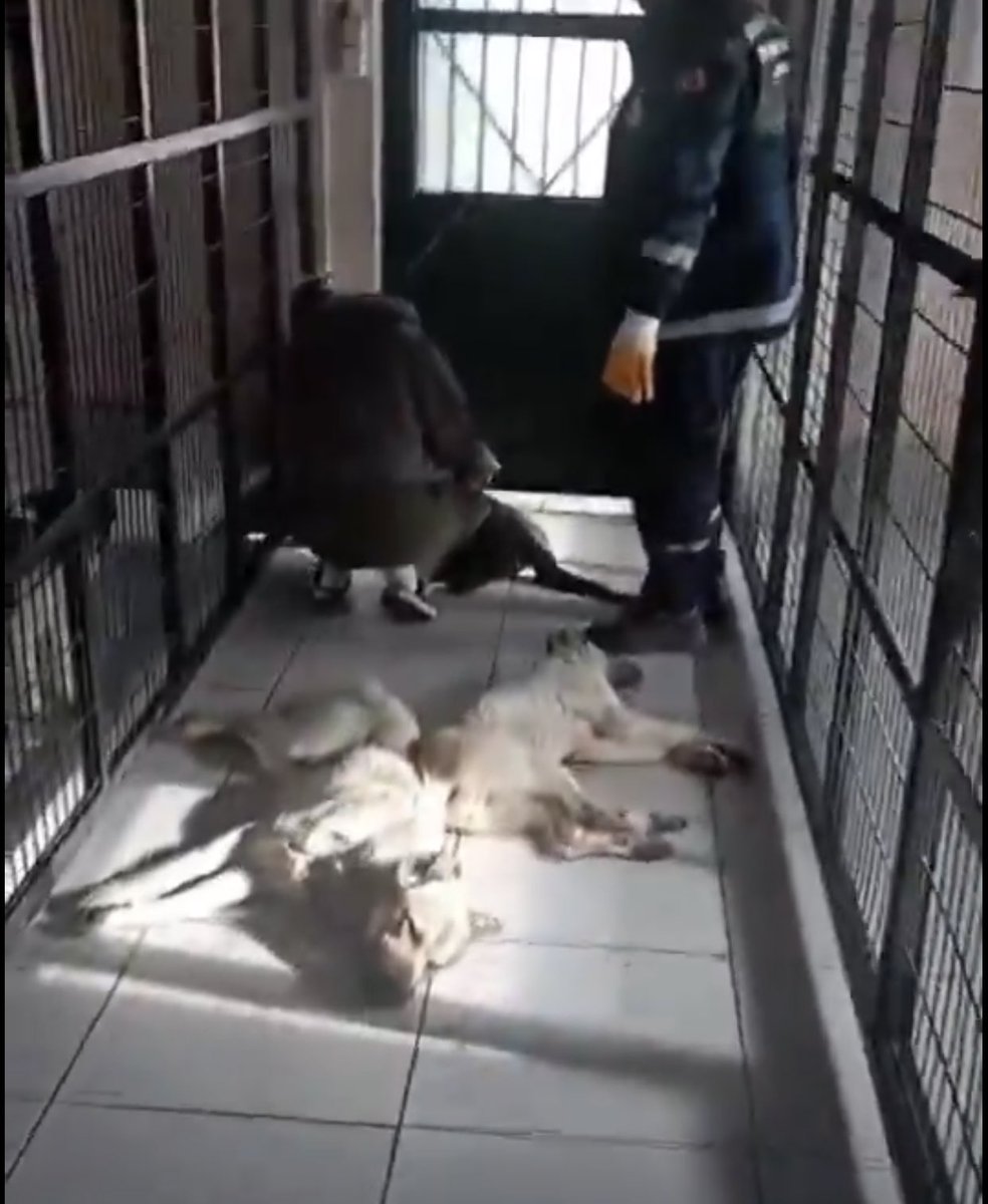 Hayvanları koruma yasası yaptık . Kısırlaştırma 
Barınma 
Sahiplendirme dedikleri yerler buralar işte . Yaşattığınızı yaşayın inandığınız Allah belanızı versin tez zamanda .
 #OsmangazideKatliamVar