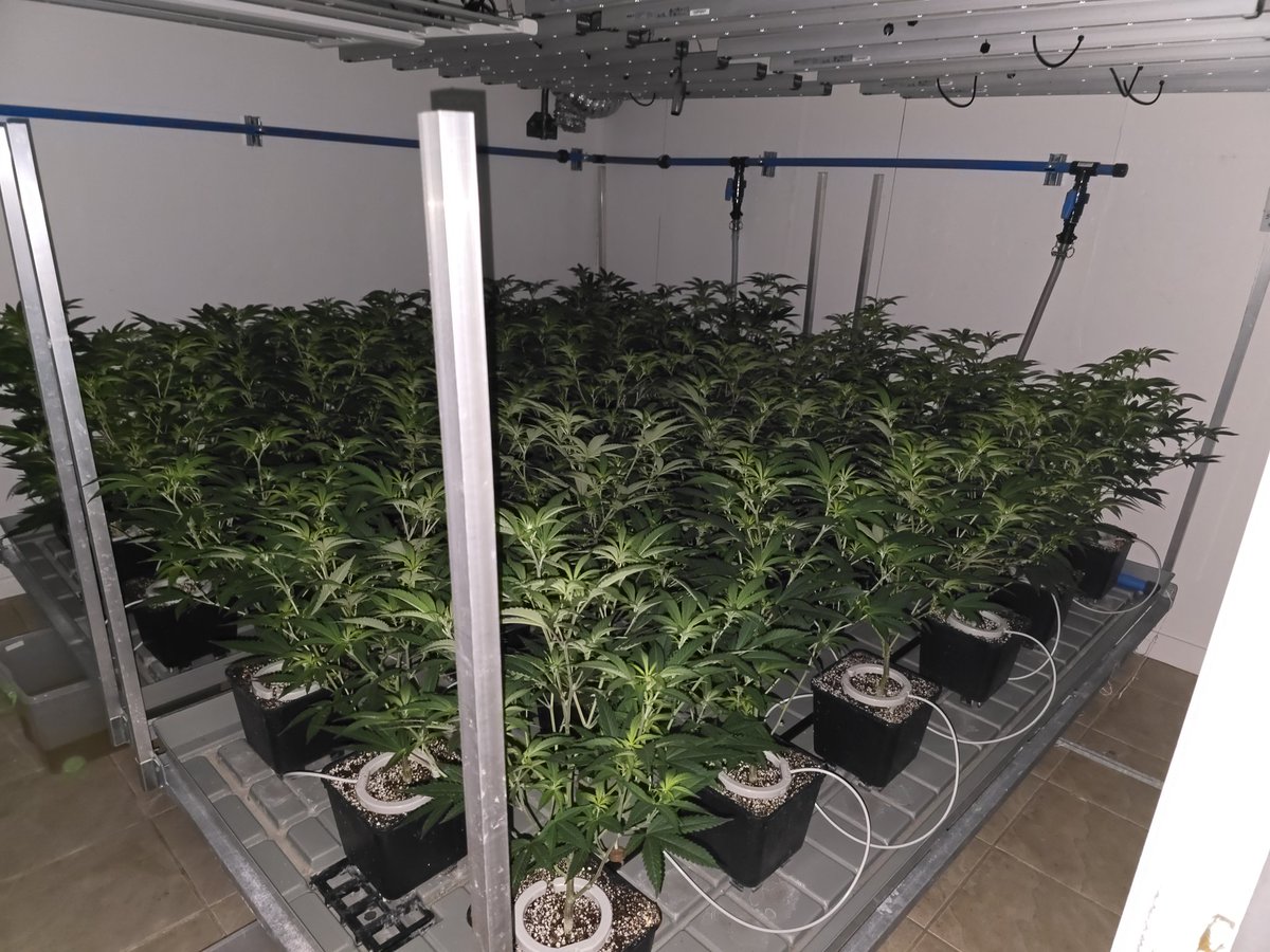 The start of a new flower cycle in this 4 light room and also my first post here on X 🥳 36 ladies in this room currently being fed 3 x per day all within the first 4 hours of lights on.