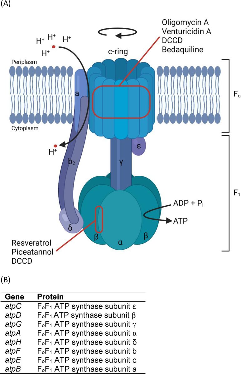 🔔Highly cited papers sharing!
Review: Targeting the ATP synthase in bacterial and fungal pathogens: beyond Mycobacterium tuberculosis #ATPsynthase #bacterialpathogens
🎉28 citations!
Free full text: bit.ly/44EueAK