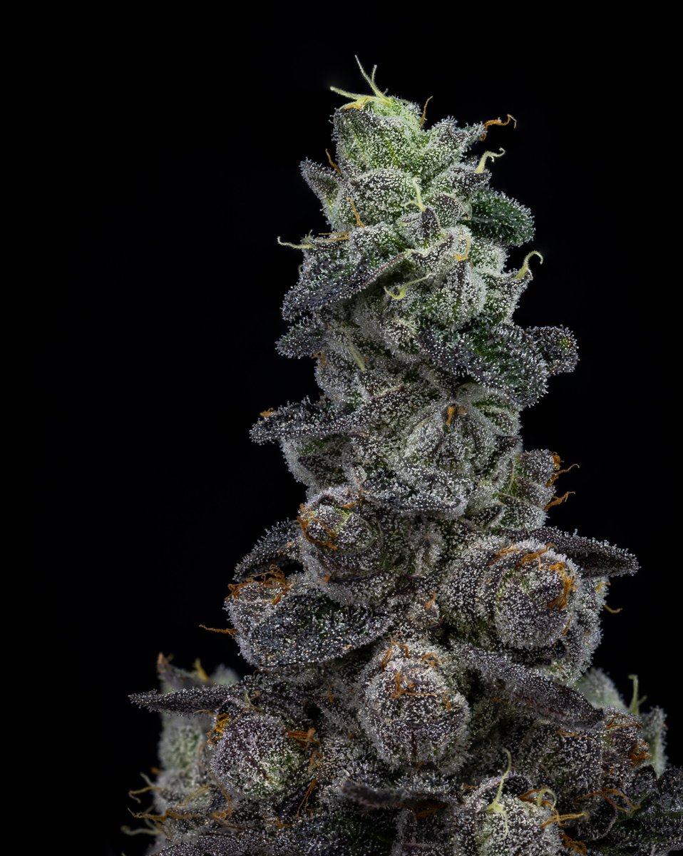 Have a looksee at our 91 Octane that's coming out with the <a href="/CannabisCulture/">Cannabis Culture</a> Craft Collection multipack. It launches alongside flower from Magi Cannabis and Seastone Farms. Dig the collab!