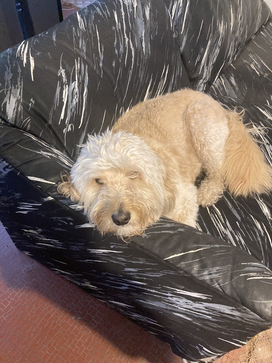 Benji’s rainy day mood