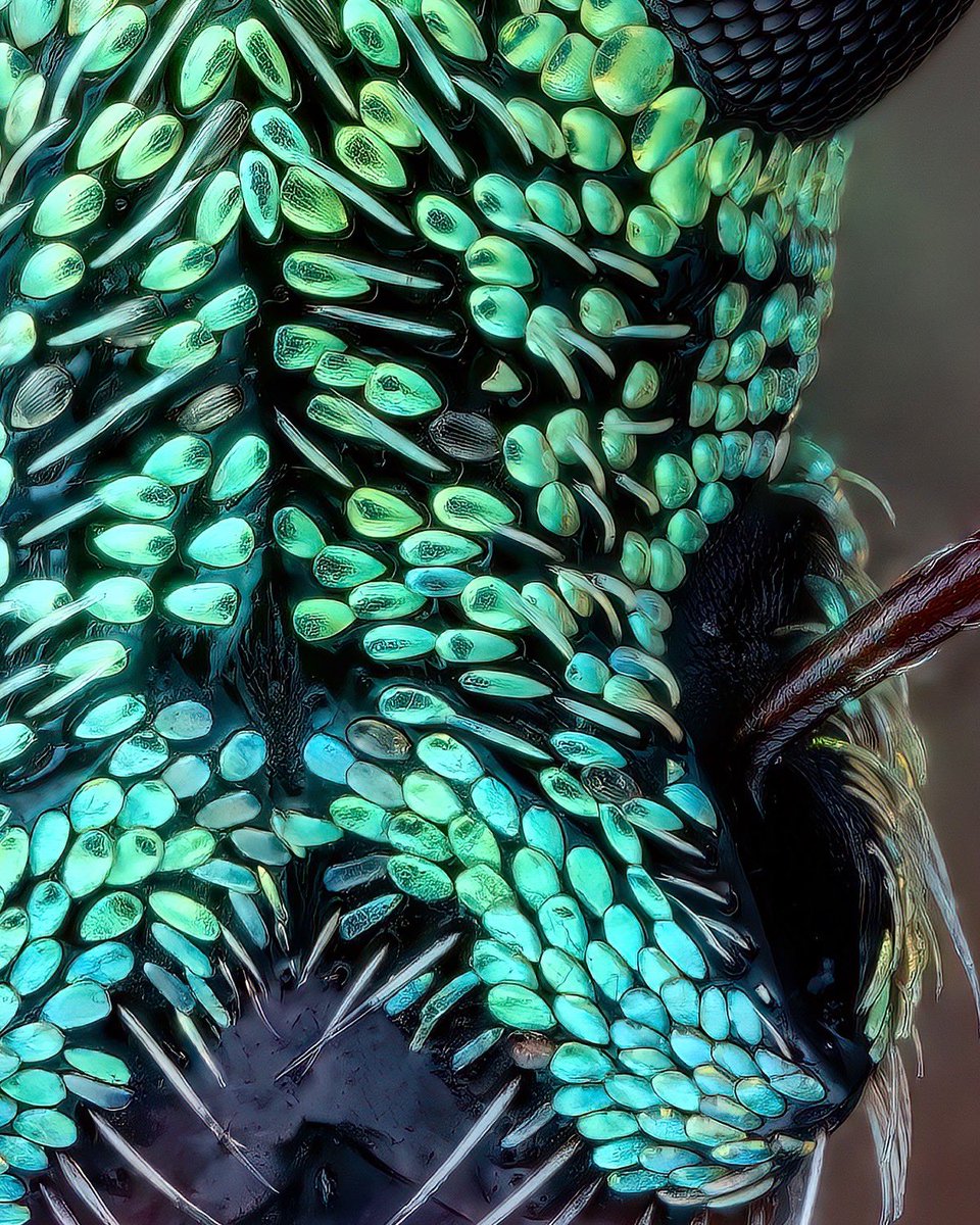 🇬🇧A weevil from the genus Polydrusus. Like many other weevils, it also has the mysterious hole between its compound eyes.

🇩🇪Ein Rüsselkäfer aus der Gattung Polydrusus. Auch er hat, wie viele weitere Rüsselkäfer, das mysteriöse Loch zwischen den Komplexaugen.

#coleoptera