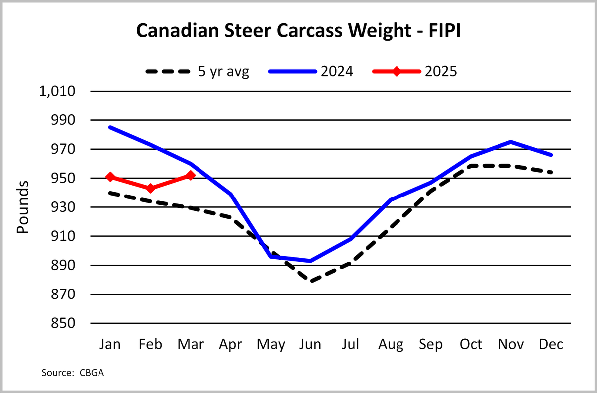 Canadian steer carcass weights (FIPI) straddled the 950 lb mark through the first quarter of 2025, lighter than last year, and were driven by the west. Steer carcass weights in Ontario were heavier than Q1 2024. Learn more at canfax.ca #cattlemarkets #CanfaxMarket