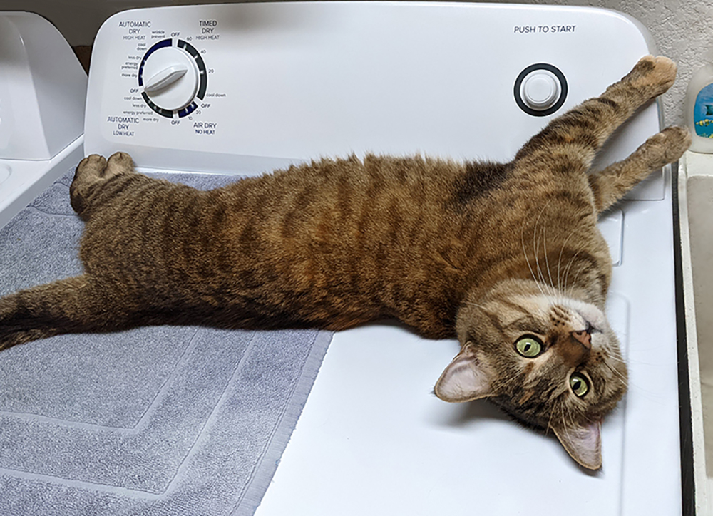 #NationalPetMonth #nationalpetday #catlovers 
National Pet Month AGAIN?! Pet Month &amp; Pet Day seem to come around suspiciously often.😉"Cuteness Laundering" isn't as bad as money laundering, but still... Are our pets hanging us out to dry? How many more toys can we buy? 😸