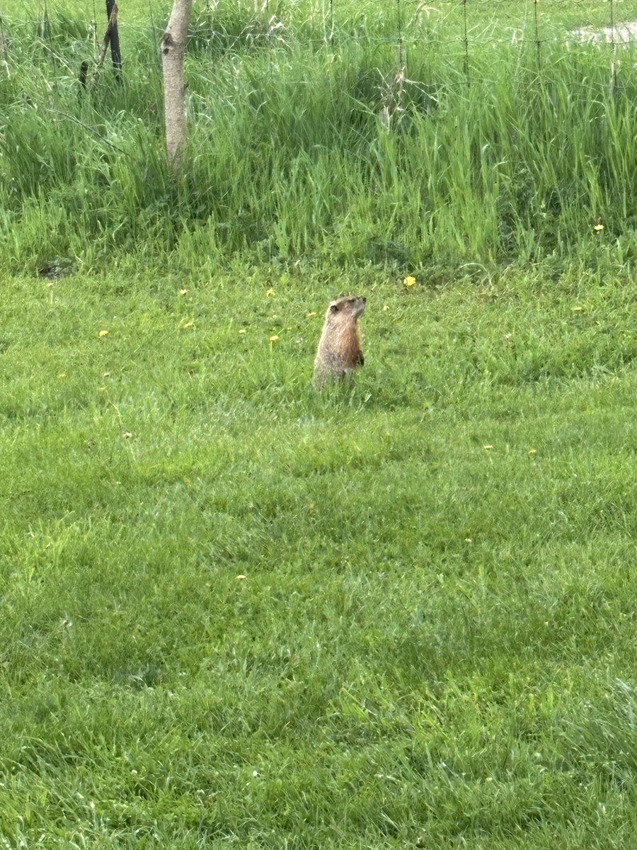 Hey <a href="/dp_EarlyYears/">DP Early Years</a>! Can you help Mrs. Podolsky and <a href="/MrResendes/">Ranger Resendes</a> identify what kind of furry friend this is? Here’s a hint, he can sometime be afraid of his shadow! #KeepWonderingandStayCurious