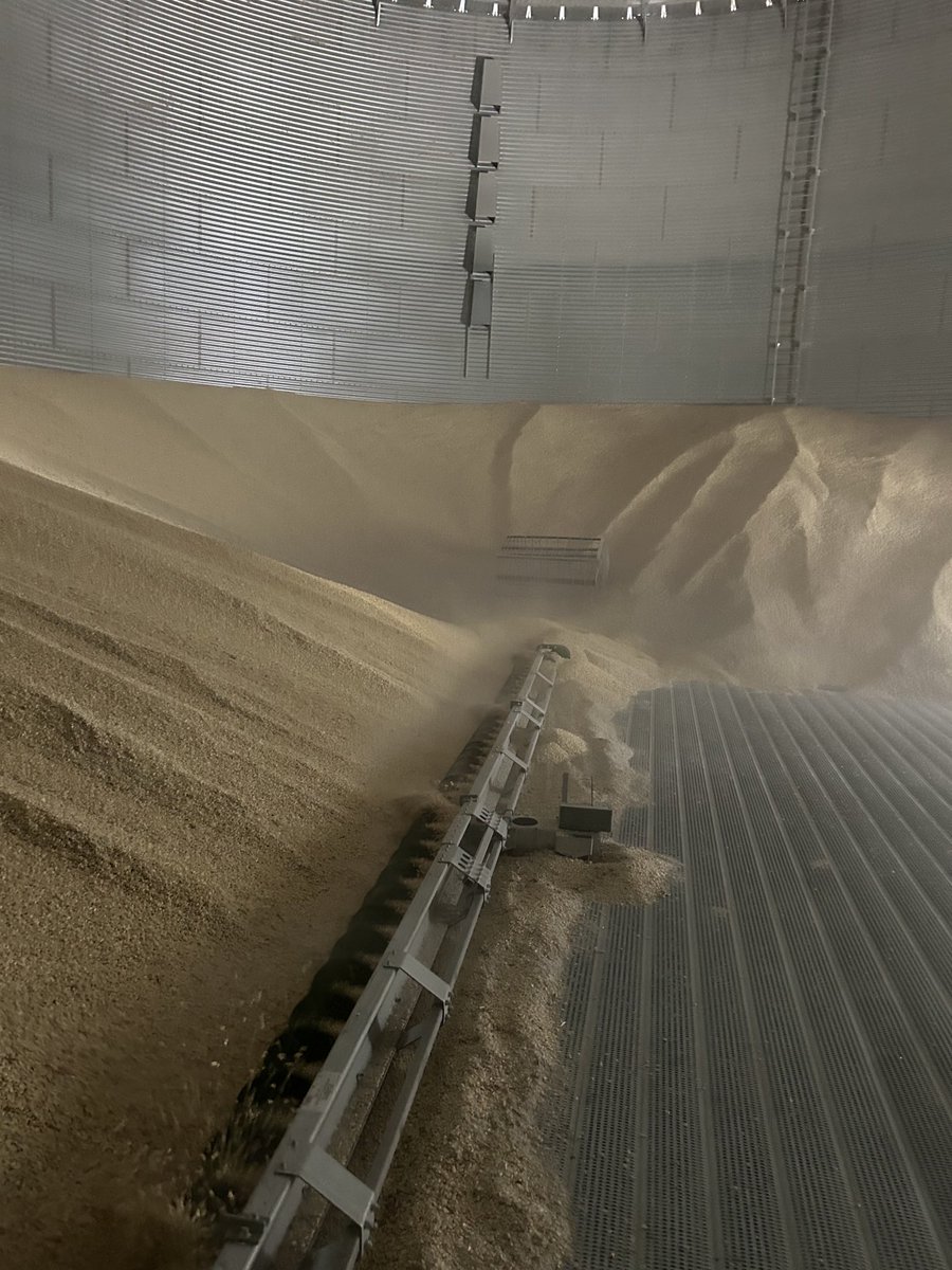 dane_chad's tweet image. Down to last 20k of white corn. How many tortillas can you make from a bushel?