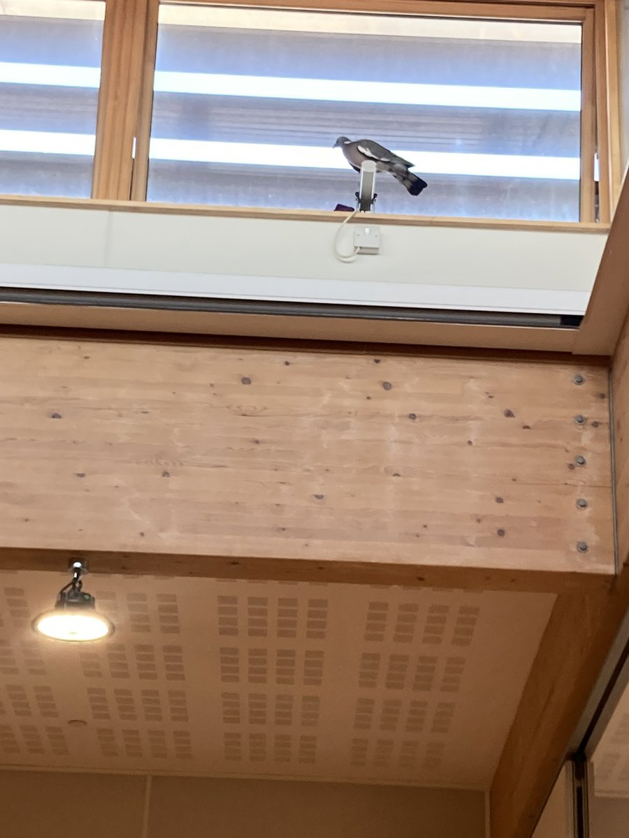 Today’s excitement was a visit from Martin the Pigeon (named by Y6) arrived at 11am decided to leave at 3:15. Just a normal day at KF! #catchthepigeon #chaosinthecanteen