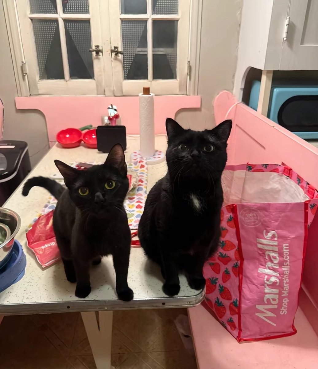 blackscats's tweet photo. https://t.co/r5v1jcioiF