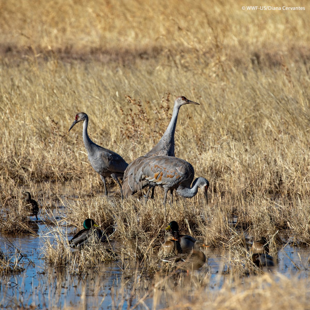 Did you know sandhill cranes migrate thousands of miles every year? Along the way, they rely on a few critical stopover habitats to rest and refuel. One of the most important of these lifelines? The Rio Grande: wwf.to/4miUdEg.