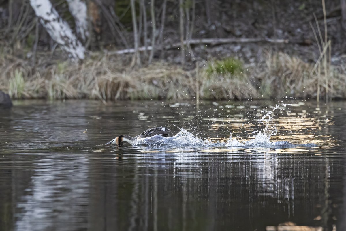 Silkkiuikun iltavillit #luonto #linnut #lintukuva