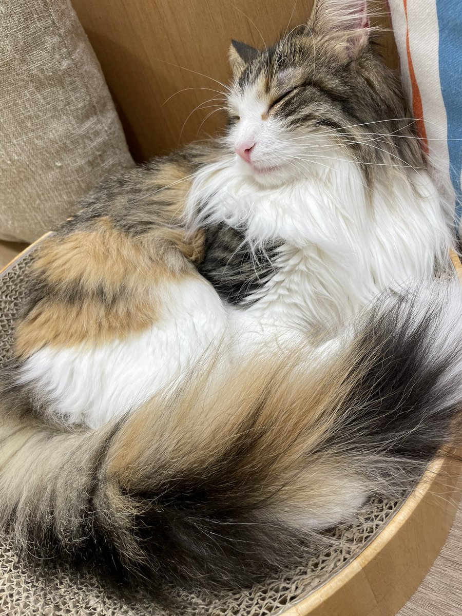 TaA28o's tweet photo. ねこかふぇ https://t.co/6oAZVrVudb