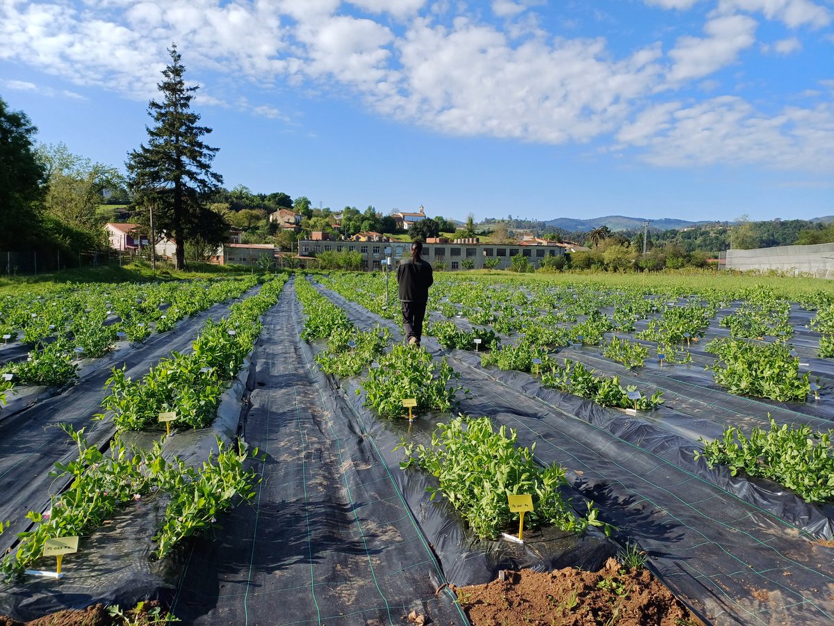 #SeridaGV pea field trial for  #LegumeGeneration is already flowering, although the weather conditions are not good; cold, rain, and humidity
diseases are in sight!
#Phenotyping on going!!
<a href="/HorizonEU/">Horizon Europe 🇪🇺</a>
<a href="/LegumeHubEU/">Legume Hub</a>