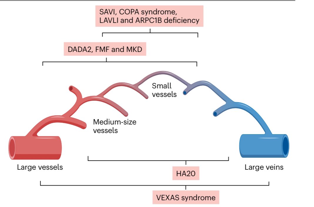 •🔥 Monogenic vasculitis: DADA2, HA20, SAVI, COPA, LAVLI, VEXAS—rare but real! Affects all vessel sizes, early onset (except VEXAS in elderly).
•⚡ DADA2: Livedo racemosa, strokes, skin necrosis—hit by anti-TNF &amp; HSCT.
•🌟 HA20: Behçet-like—ulcers, uveitis, venous thrombosis
