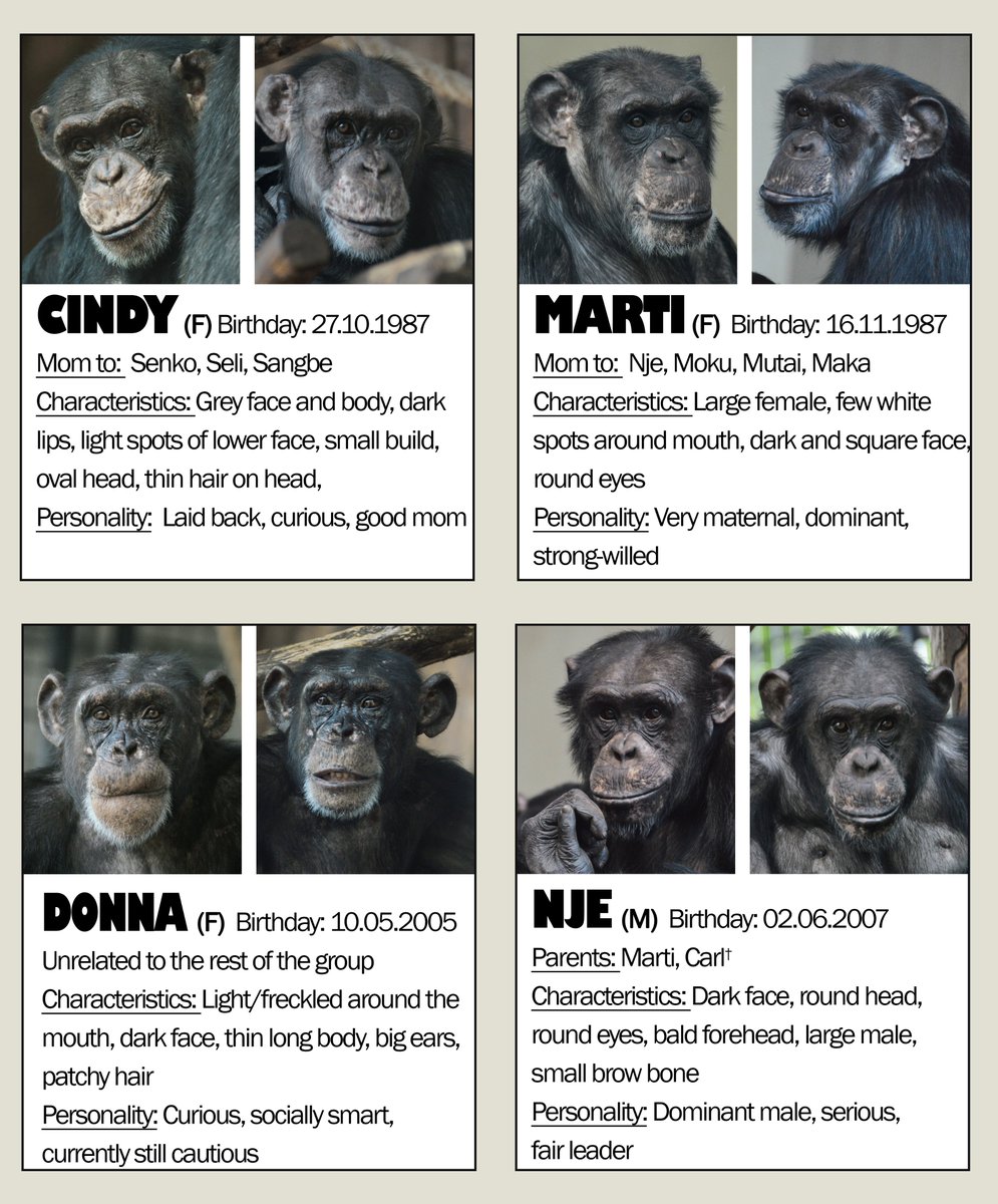 chimplyfred's tweet image. Copenhagen Zoo chimpanzees ID sheets by me and @sw4mpfever :)