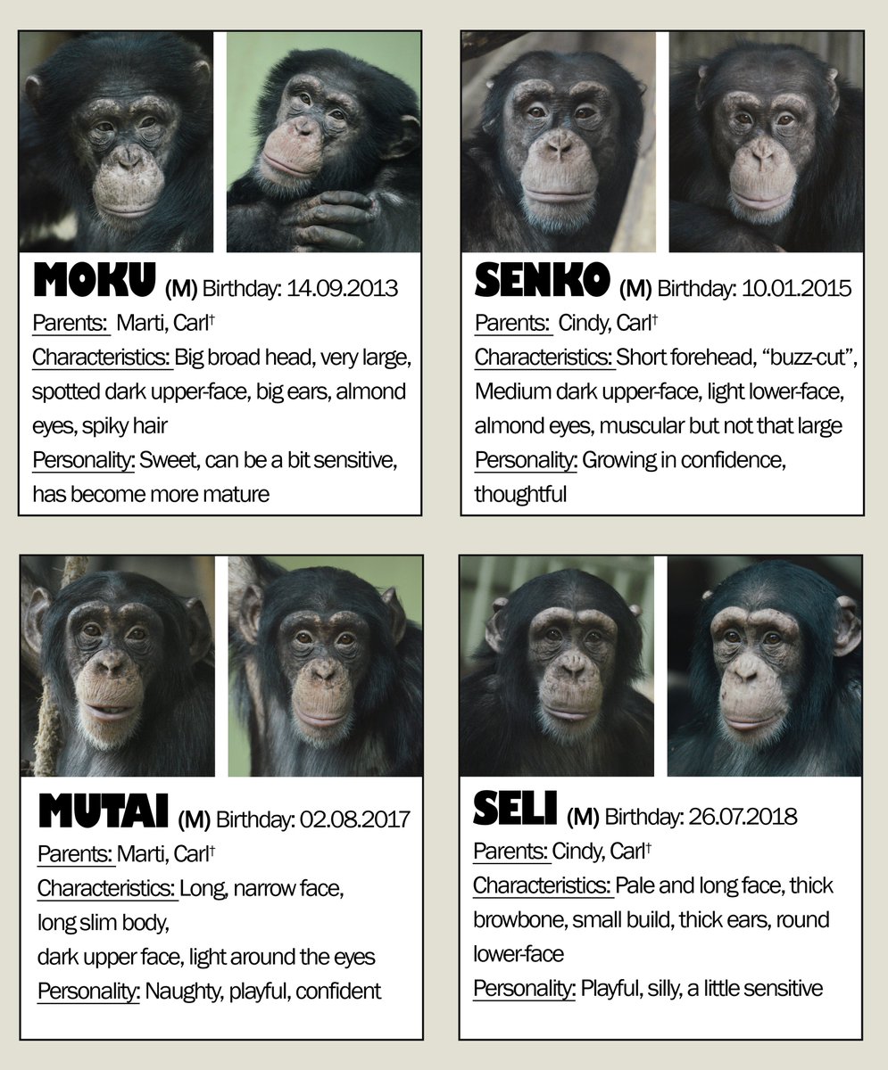 chimplyfred's tweet image. Copenhagen Zoo chimpanzees ID sheets by me and @sw4mpfever :)
