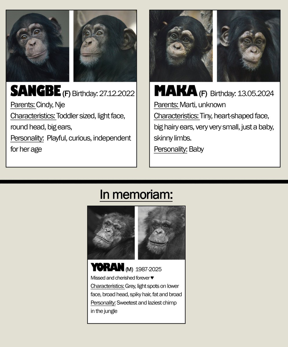 chimplyfred's tweet image. Copenhagen Zoo chimpanzees ID sheets by me and @sw4mpfever :)
