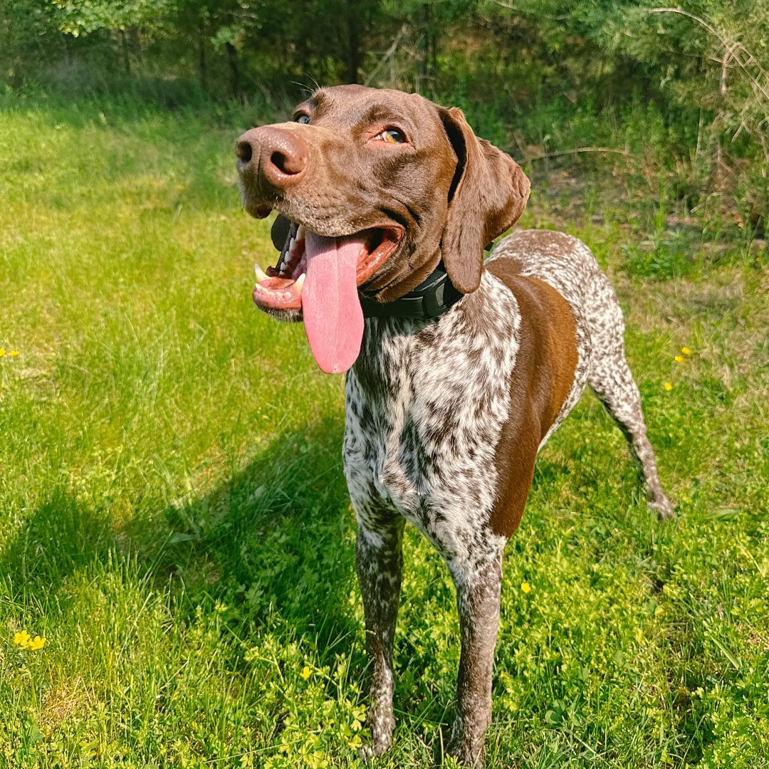✨ Meet Skipper ✨
Our Lead Dog-ineer behind bringing our Guardian® GPS 2.0 Dog Fence + Tracking to life.

He made sure it fits 98% of dogs—so all his friends stay safe and comfy. You can thank him for the best fit in the game. 🐾