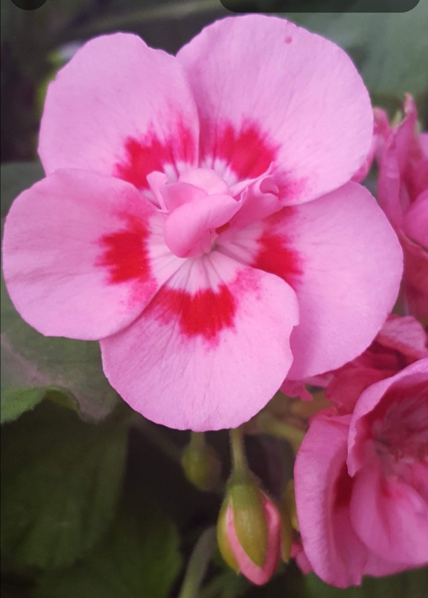 Maria Lea tweet media